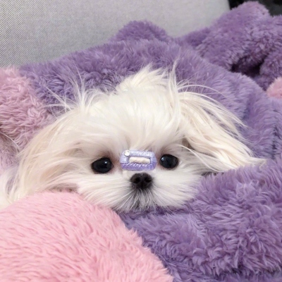 2023最火冷酷狗狗头像(26张)