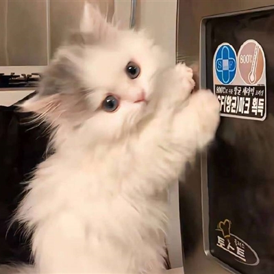 2023最火冷酷狗狗头像(26张)