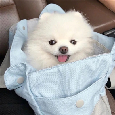 2023最火冷酷狗狗头像(26张)