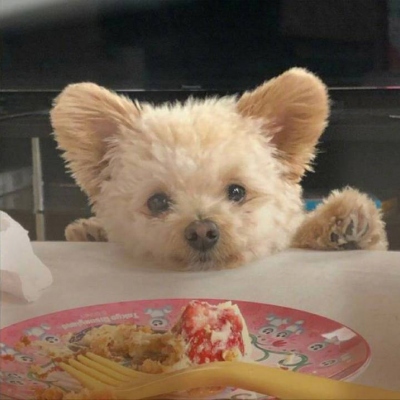 2023最火冷酷狗狗头像(26张)