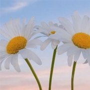 2023年最火流行头像(22张)