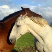 2023年最流行动物头像(精选24张)