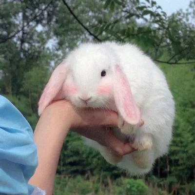 2023年最流行动物头像(精选24张)