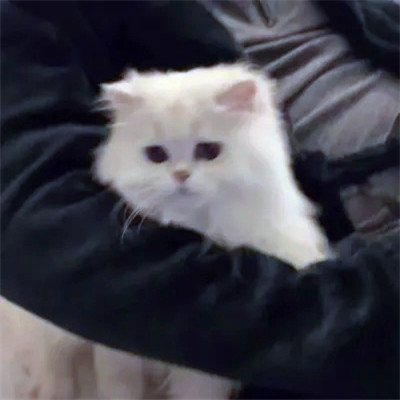 2023年最流行动物头像(精选24张)