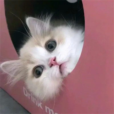 2023年最流行动物头像(精选24张)