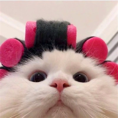 2023年最流行动物头像(精选24张)