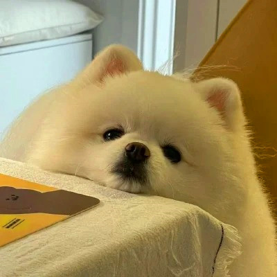 2023年最流行动物头像(精选24张)