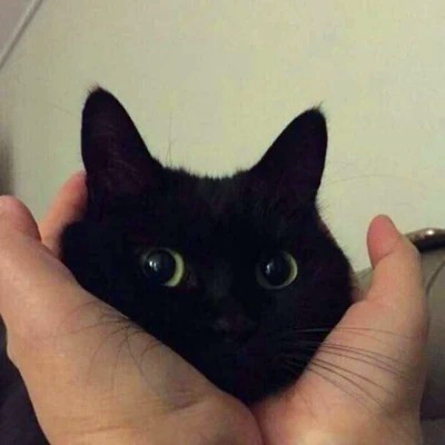 2023年最流行动物头像(精选24张)