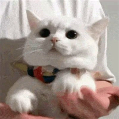 2023年最流行动物头像(精选24张)