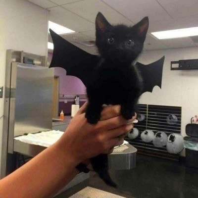 2023年最流行动物头像(精选24张)