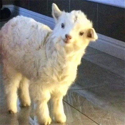 2023年最流行动物头像(精选24张)