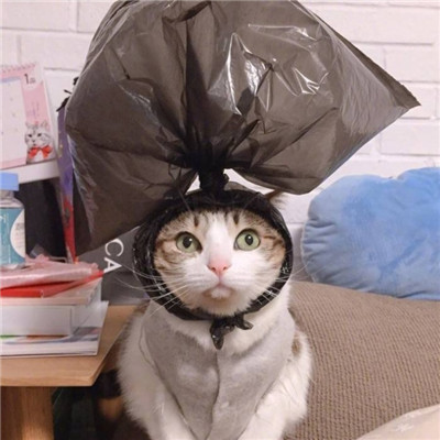 2023最火搞钱猫头像(精选22张)