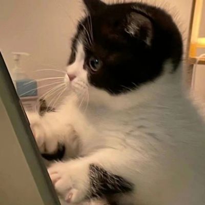 2023最火搞钱猫头像(精选22张)