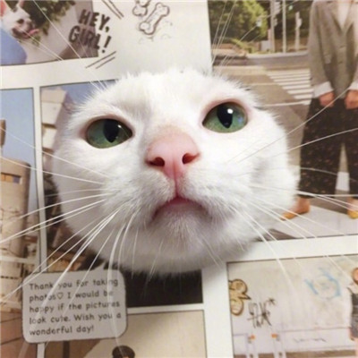 2023最火搞钱猫头像(精选22张)