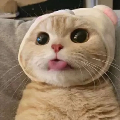 2023最火搞钱猫头像(精选22张)