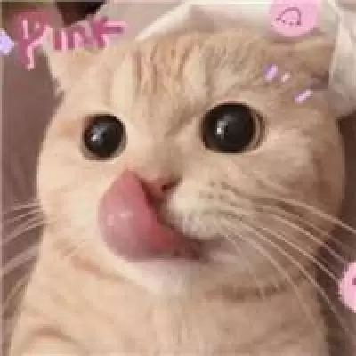 2023最火搞钱猫头像(精选22张)