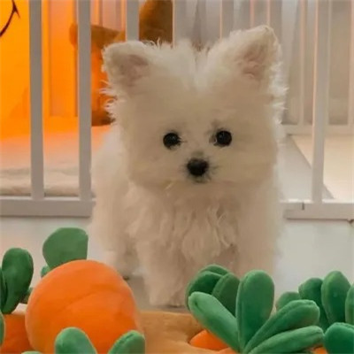 2023最火搞怪动物头像(精选24张)