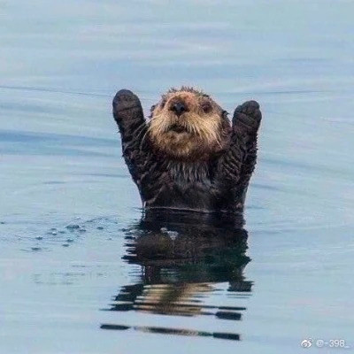 2023最火搞怪动物头像(精选24张)