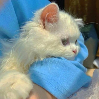 2023最火搞怪动物头像(精选24张)