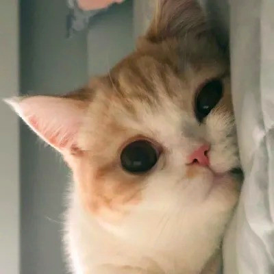 2023最火搞怪动物头像(精选24张)