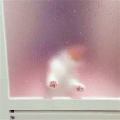 2023最火搞怪动物头像(精选24张)