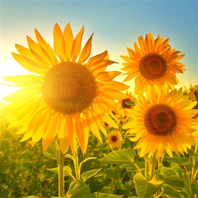 2023年最火的风水微信头像(精选24张)