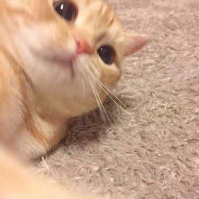 2023最火微信猫头像(精选22张)