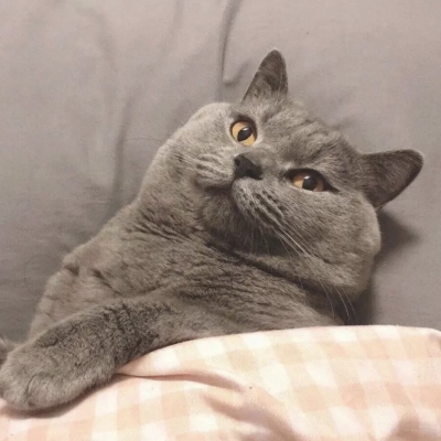 2023最火微信猫头像(精选22张)