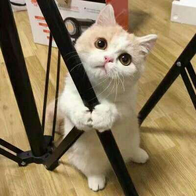 2023最火微信猫头像(精选22张)