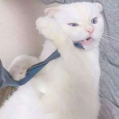 2023最火微信猫头像(精选22张)