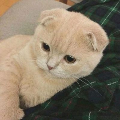 2023最火微信猫头像(精选22张)