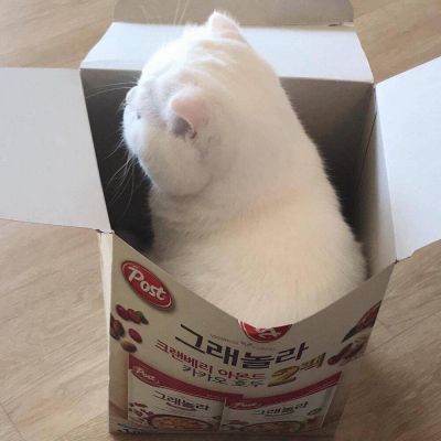 2023最火微信猫头像(精选22张)