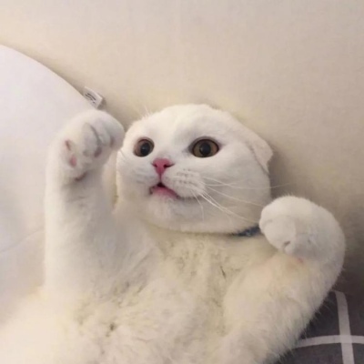 2023最火微信猫头像(精选22张)