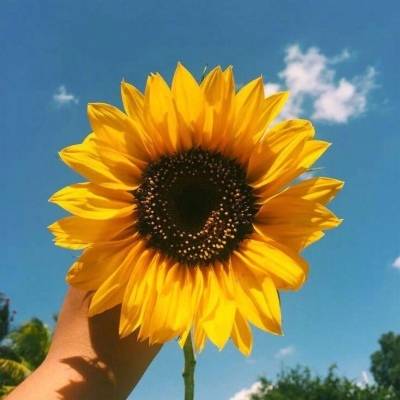 2023向日葵最火头像(22张)