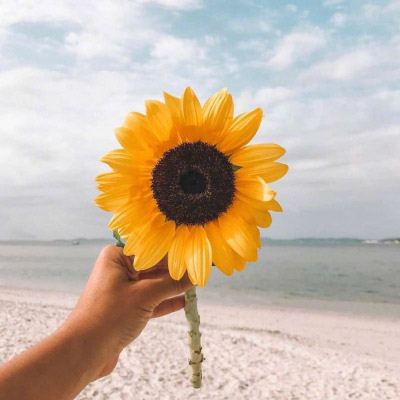 2023向日葵最火头像(22张)