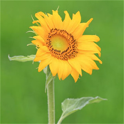 2023最红的微信头像(20张)