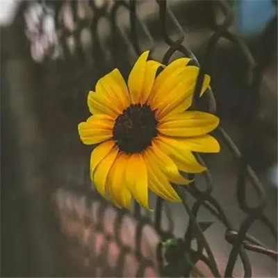 2023最新最流行的头像(22张)