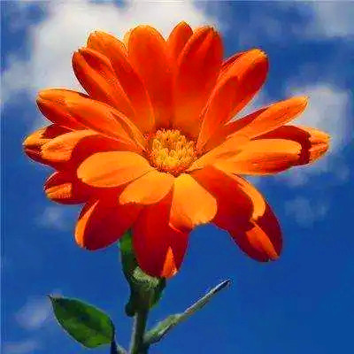 2023年最火幸运头像(精选22张)