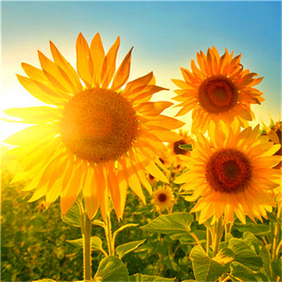 2023最火的好运头像(22张)