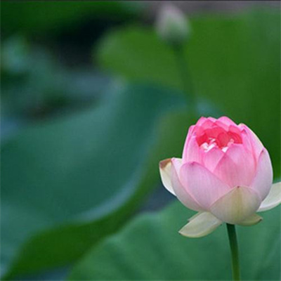 2023年最流行花朵头像(精选24张)