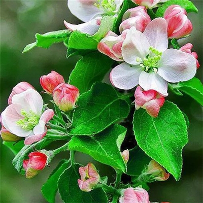 2023年最流行花朵头像(精选24张)