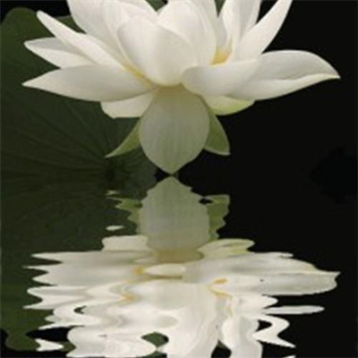 2023年最流行花朵头像(精选24张)