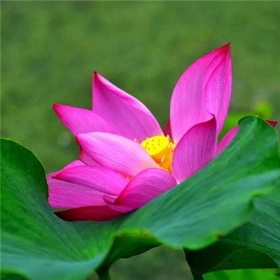 2023年最流行花朵头像(精选24张)