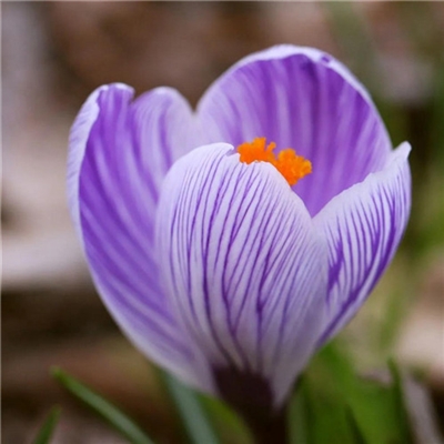 2023年最流行花朵头像(精选24张)