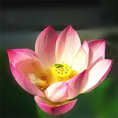 2023年最流行花朵头像(精选24张)