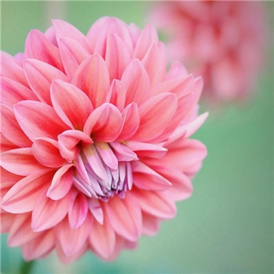 2023年最流行花朵头像(精选24张)