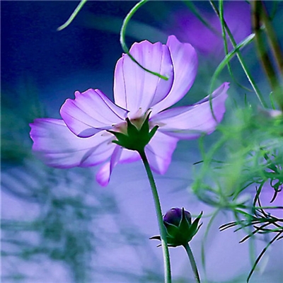 2023年最流行花朵头像(精选24张)