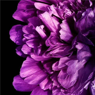 2023年最流行花朵头像(精选24张)