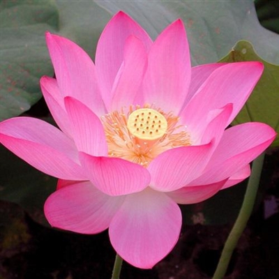 2023年最漂亮荷花微信头像(24张)