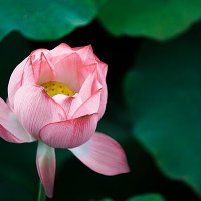 2023年最漂亮荷花微信头像(24张)